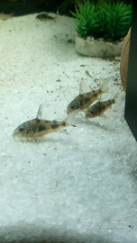 Corydoras pesci per acquario acqua dolce