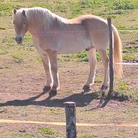 Cavallo haflinger