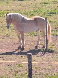 Cavallo haflinger