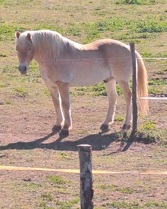 Cavallo haflinger