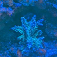 Splendidi SPS disponibili a partire da 10 euro