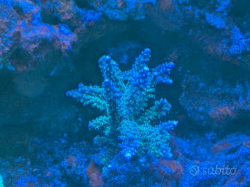 Splendidi SPS disponibili a partire da 10 euro