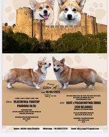 Welsh Corgi Pembroke:cuccioli di qualità