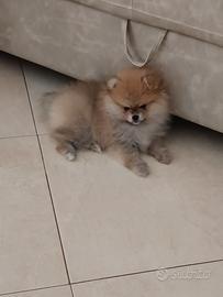 Spitz Pomerania nano