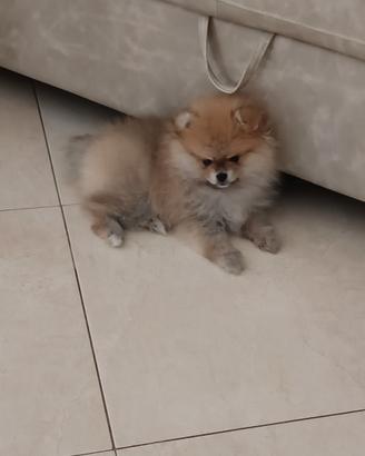 Spitz Pomerania nano