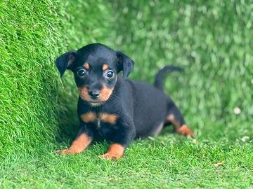 Pinscher