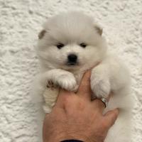 Pomeranja femmina TOTAL WHITE