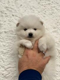 Pomeranja femmina TOTAL WHITE