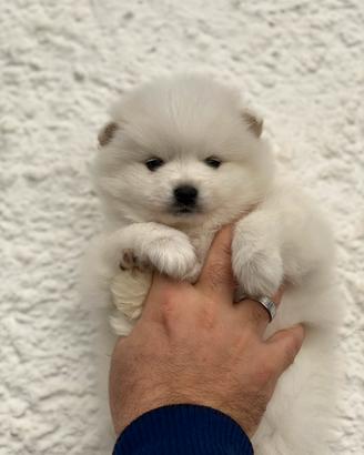 Pomeranja femmina TOTAL WHITE