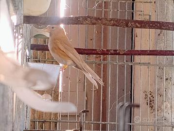 Femmina di organetto cabaret