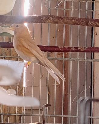 Femmina di organetto cabaret