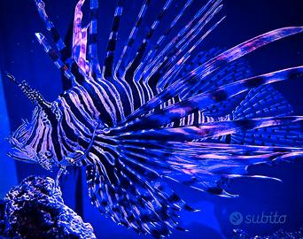 Pesce Scorpione ( pterois volitans) adulto -