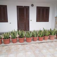Piante Sanseviera 