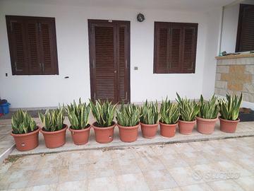 Piante Sanseviera 