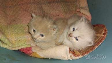 Gattini persiano/ragdoll