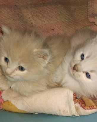 Gattini persiano/ragdoll
