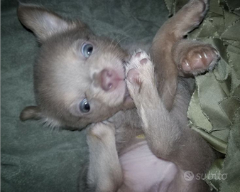 Cucciolo chihuahua lilac pelo lungo