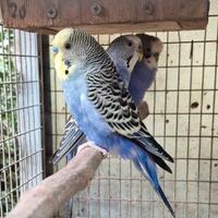 Coppie di pappagallini ondulati