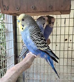 Coppie di pappagallini ondulati