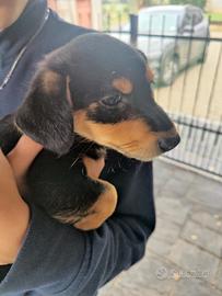 cucciolo di cane meno di 5 kg da adulto 