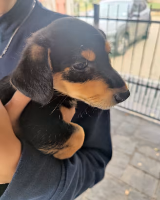 cucciolo di cane meno di 5 kg da adulto 
