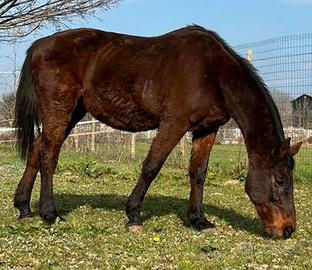 Cavallo per principianti
