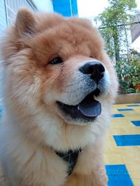 Monta cane Chow chow maschio originale certificato