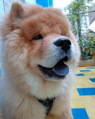 Monta cane Chow chow maschio originale certificato