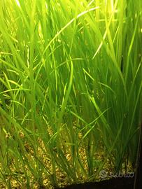 piante per acquario