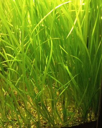 piante per acquario