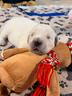golden-retriver