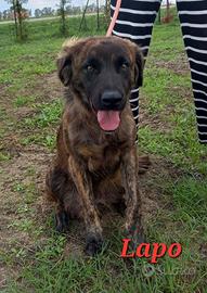 Lapo
