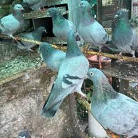 Piccioni uso caccia ,
