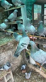 Piccioni uso caccia ,