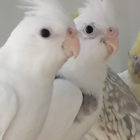 Calopsite giovani e coppie adulte