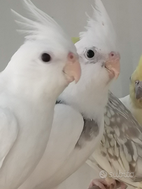 Calopsite giovani e coppie adulte