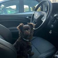 Chihuahua maschio per monta/accoppiamento