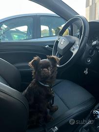 Chihuahua maschio per monta/accoppiamento