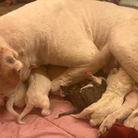 Cuccioli maremmani abruzzese e dogo