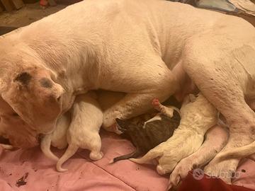 Cuccioli maremmani abruzzese e dogo