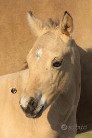Remuda Beauty Bucky