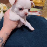 Cuccioli di chihuahua ciwawa chiwawa Toy