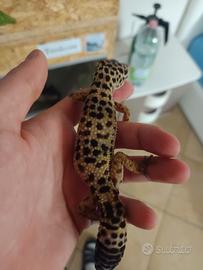 geco leopardino femmina 