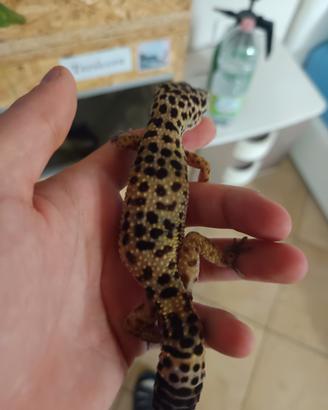 geco leopardino femmina 