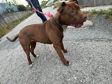Pitbull red nose