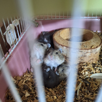 Cucciolo di orsetto russo