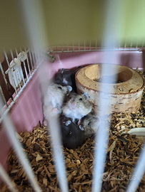 Cucciolo di orsetto russo