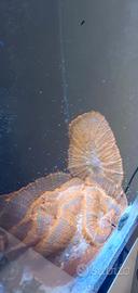 Corallo rhodactis superman