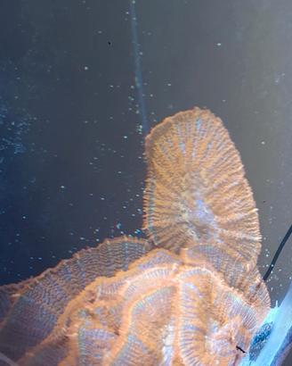 Corallo rhodactis superman