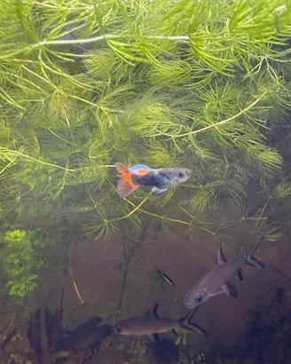 Guppy